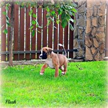 6 weeks